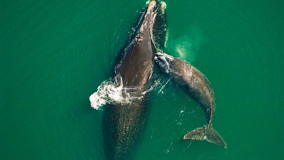 North Atlantic right whale and calf swim in green waters off the coast of Florida