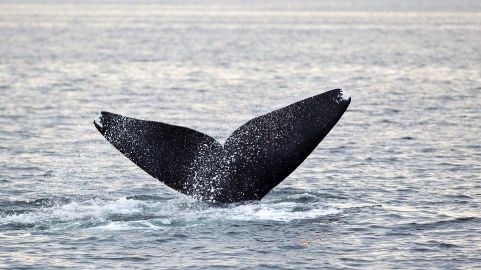 North Atlantic right whale tail