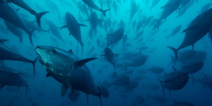 Northern bluefin tuna (Thunnus thynnus) in tuna ranching company's (Ecolo Fish) cages, being fattened for the sushi market, Mediterranean Sea, Spain.