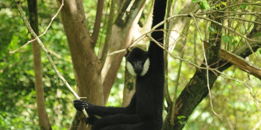 A black monkey with white cheeks hanging by one arm from a tree branch in a forest and looking at the camera