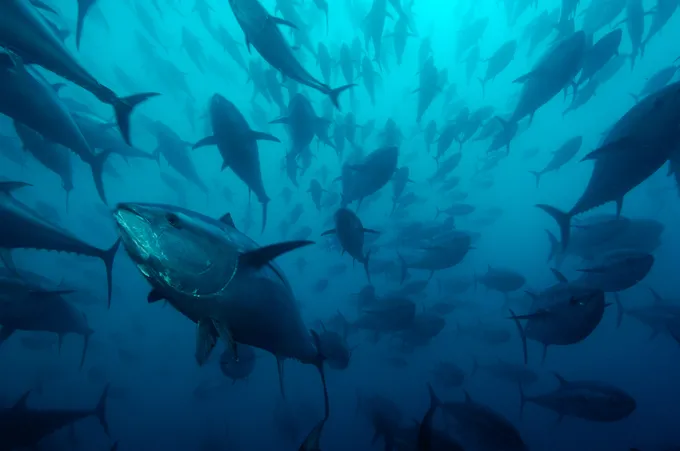 Northern bluefin tuna (Thunnus thynnus) in tuna ranching company's (Ecolo Fish) cages, being fattened for the sushi market, Mediterranean Sea, Spain.