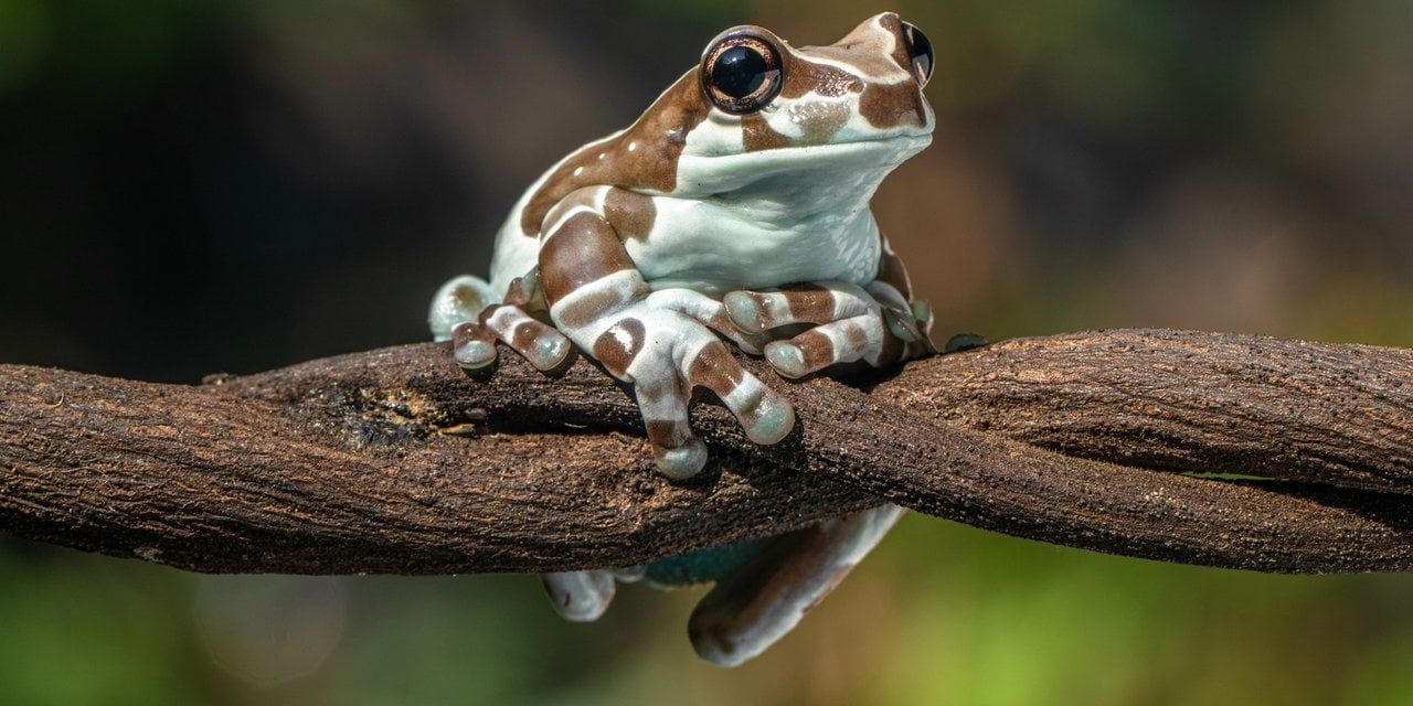 Amazon Rainforest Protected by ARPA | WWF