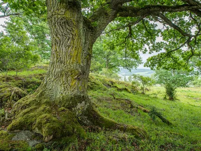 A large old oak tree with grassy fields in the background