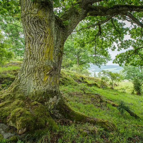 A large old oak tree with grassy fields in the background