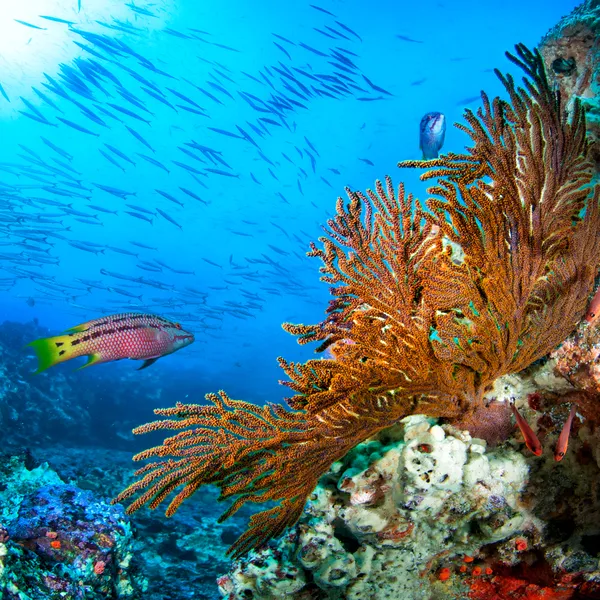 Underwater photo of a colorful ocean reef