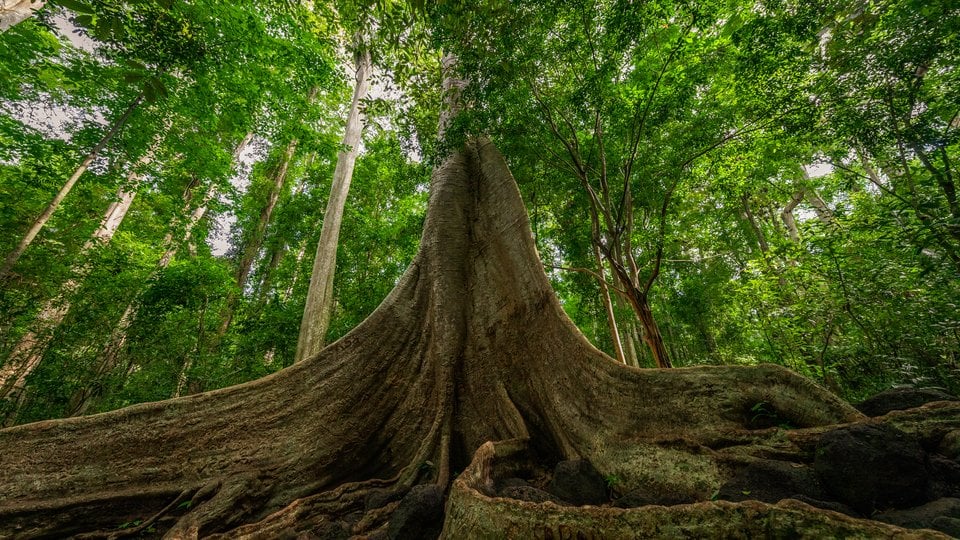 Wide-lens shot of a massive tung tree. Its roots look like massive ribbons and spread across the forest floor.