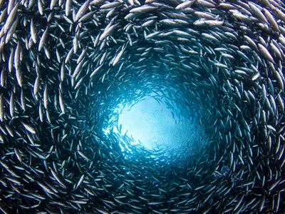A dense school of brown striped snapper creates a circle with light shining down from the surface in the middle.