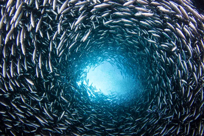 A dense school of brown striped snapper creates a circle with light shining down from the surface in the middle.