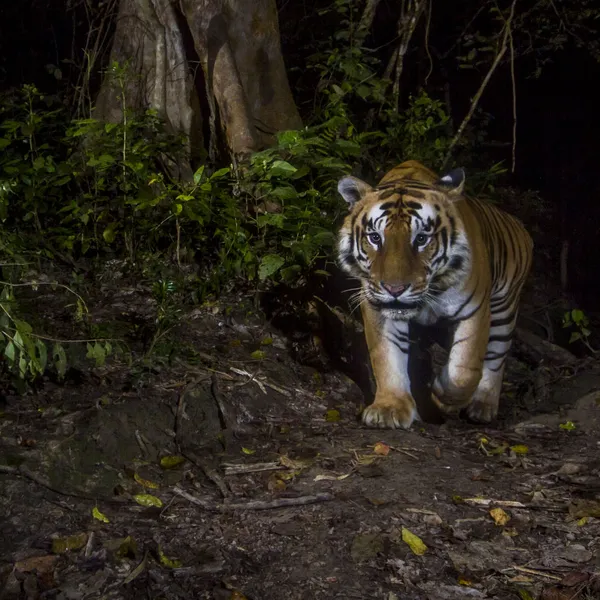 Tiger sneaks towards a camera trap in the darkness in Nepal