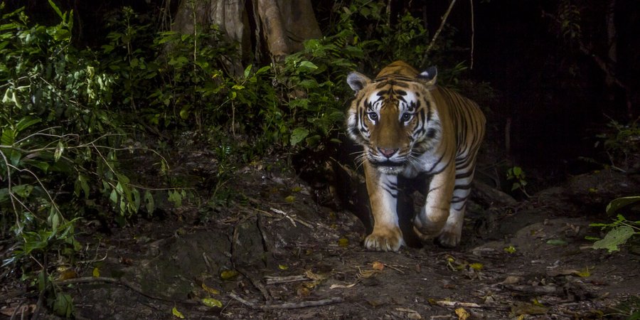Tiger sneaks towards a camera trap in the darkness in Nepal