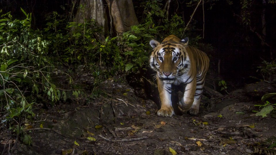 Tiger sneaks towards a camera trap in the darkness in Nepal