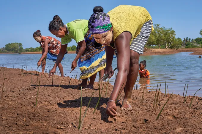 Women planting mangroves on shore