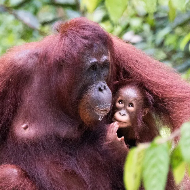 Bornean orangutan (Pongo pygmaeus) with infant at Camp Leakey on Borneo Island, Indonesia