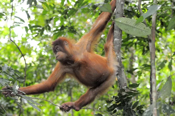 An orange furry orangutan swings between tree branches in a jungle setting.