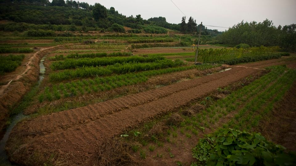 Green farmland on a hillside with various plants in neat rows and small water irrigation ways meandering through