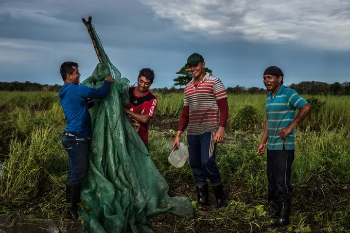 Four men haul a large green tarp in a green marshy area