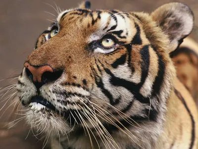 A tiger orphaned by poachers.