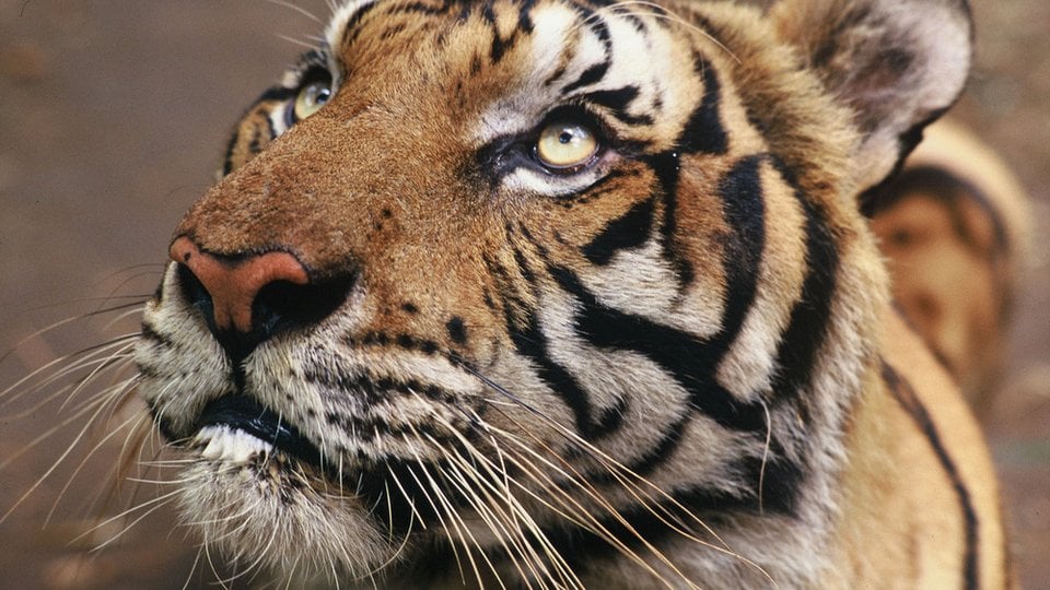 A tiger orphaned by poachers.