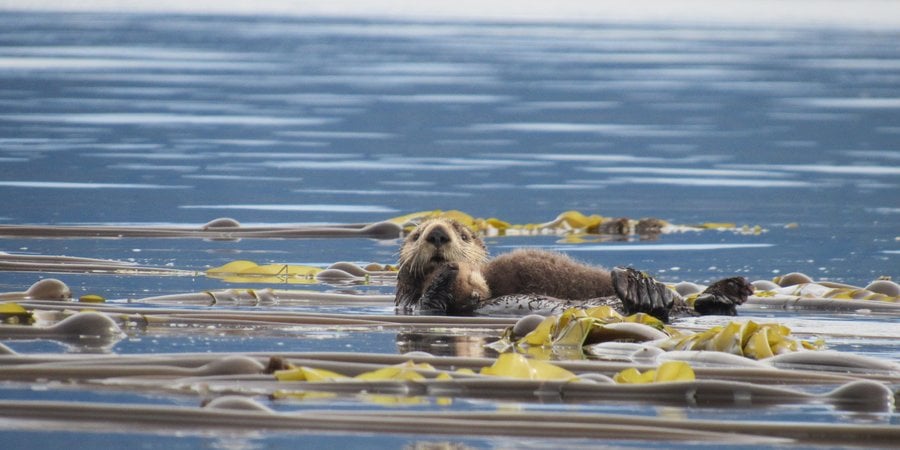 A sea otter floats on its back among kelp in the ocean