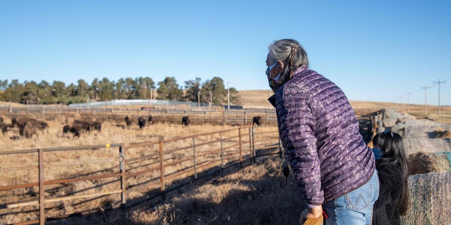 Wide shot of two people standing on a fencing overlooking a herd of bison grazing