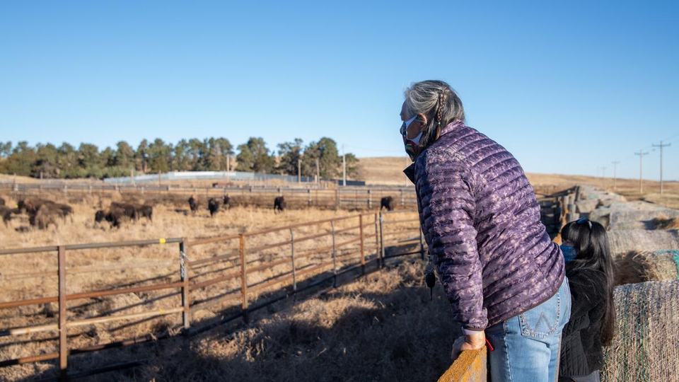 Wide shot of two people standing on a fencing overlooking a herd of bison grazing