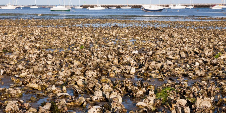 Oyster reef near a marina