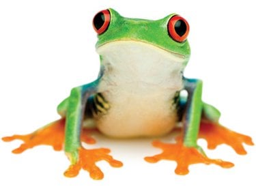 Red-eyed tree frog