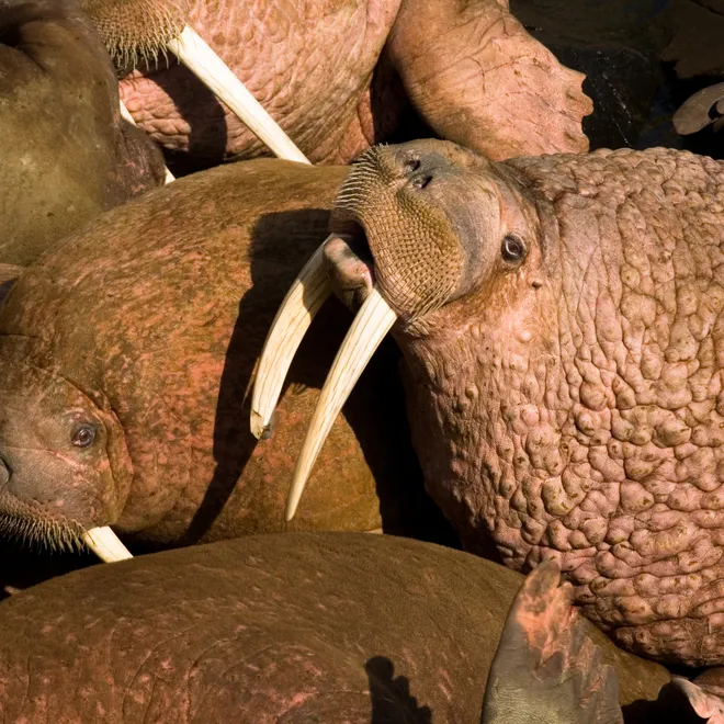 A closeup photo of brown walrus with tusks