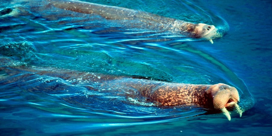 Two pacific walruses swimming on the surface of the ocean