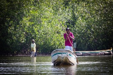 A person in a pink shirt stands in a boat and smiles as they move through mangroves