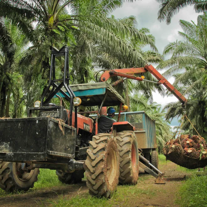 Farm tractor collecting harvested oil palm
