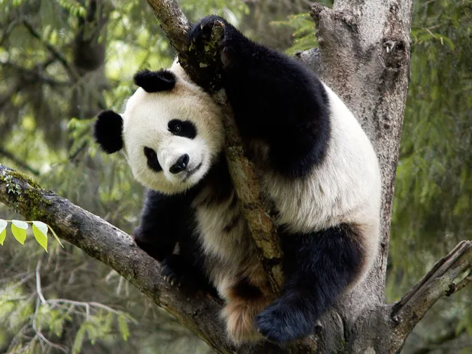 A panda climbing a tree looks a the camera