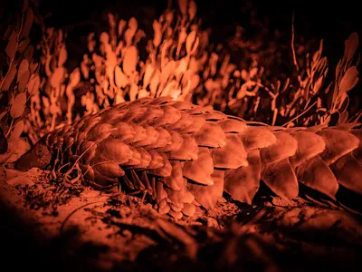 A pangolin in the grass in a reddish light at nightime