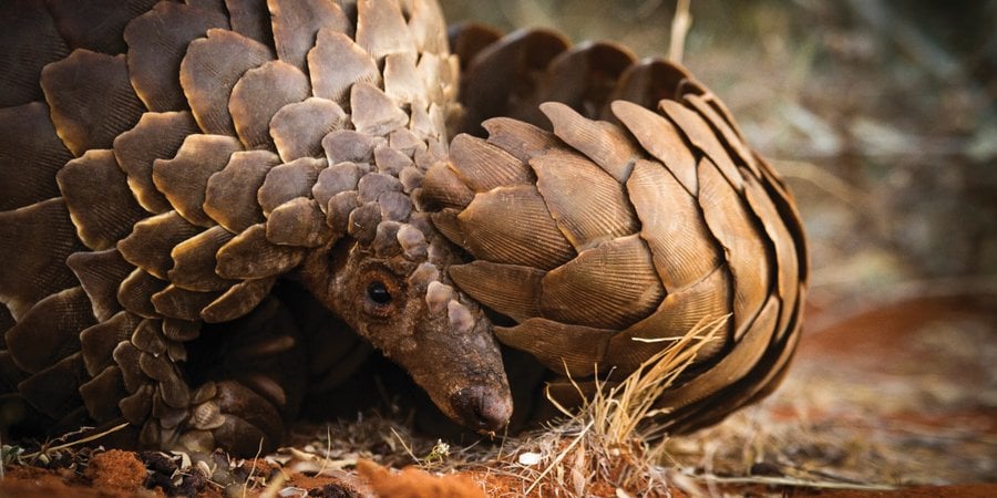 A closeup photo of a brown pangolin curled up with its tail over one of its eyes.