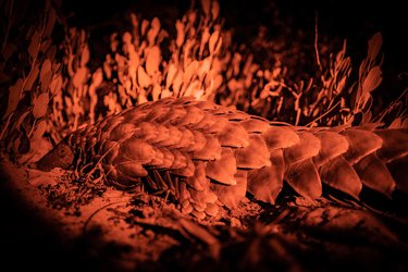 A pangolin in the grass in a reddish light at nightime