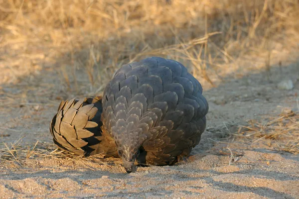 A scaly brown pangolin curled up on a sandy surface.