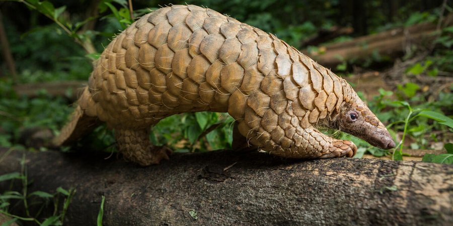 A pangolin forages for food by sniffing along the ground