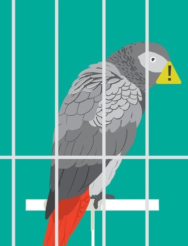 Illustration of a grey parrot with a warning icon on the bill