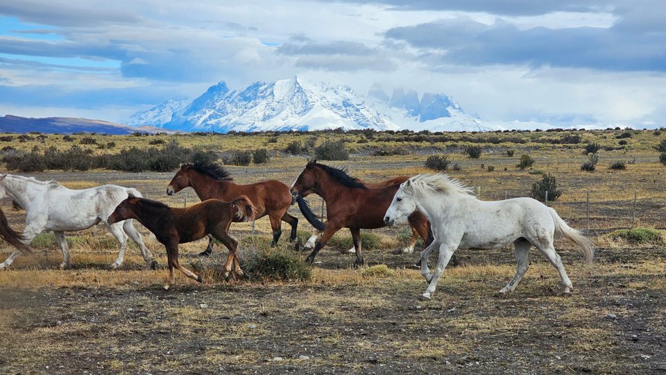 Horses running past mountain peaks