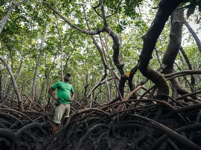 Patroling a mangrove forest for poachers