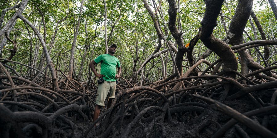 A man in the foreground with a green shirt with a mangrove forest in the background, a maze of roots and branches with green leaves on the trees