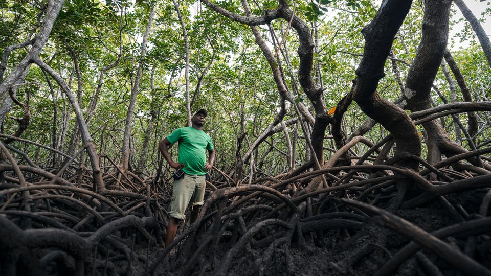 A man in the foreground with a green shirt with a mangrove forest in the background, a maze of roots and branches with green leaves on the trees