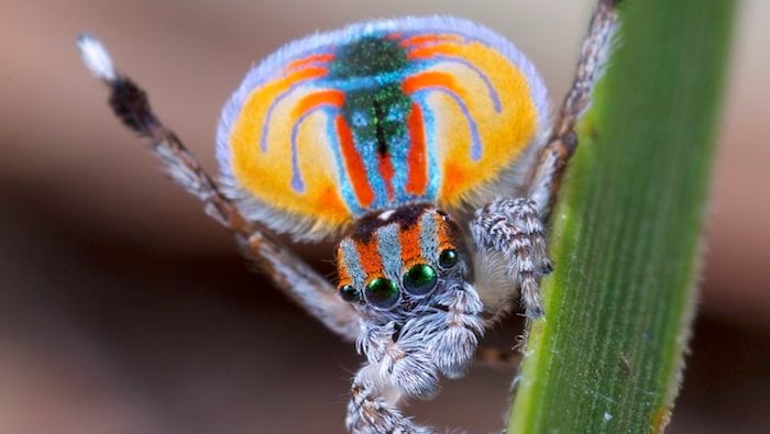 A macro image of a male peacock spider perched on a blade of grass and hind legs extended as if in a dance. The spider's abdomen has mesmerizing colors and patterns.
