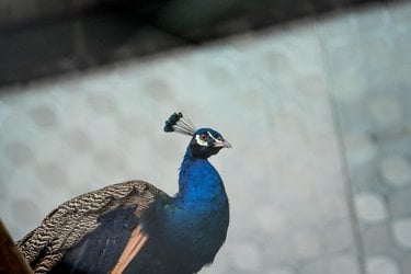 A peacock walks in front of a gray wall at the Ha Noi Wildlife Rescue Center