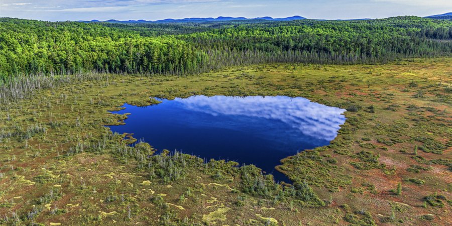 A large pond reflecting a deep blue sky at the center in a field of peat moss with a forest in the background.