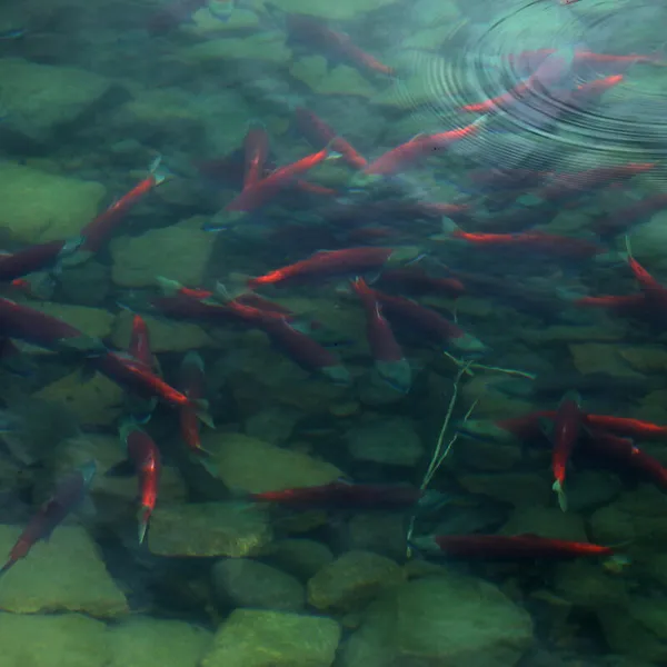 aerial view of school of salmon swimming in Lake Iliamna