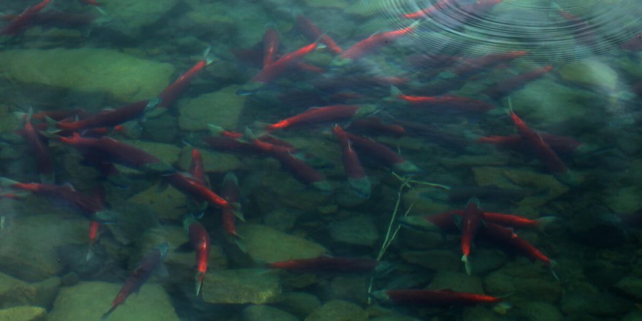 aerial view of school of salmon swimming in Lake Iliamna