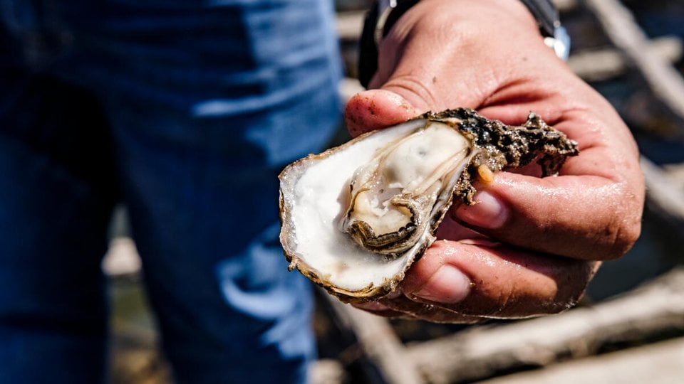 Farmer holds open oyster shell in palm of his hand