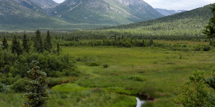 A stream runs through tall grass with a mountain in the background on a gray day