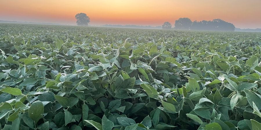 A field of farmed plants with a sunset in the sky